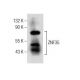 ZNF35 Antibody (C-11) - Western Blotting - Image 164115