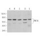ZNF35 Antibody (C-11) - Western Blotting - Image 368947 