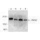 ZNF452 Antibody (G-11) - Western Blotting - Image 311737 