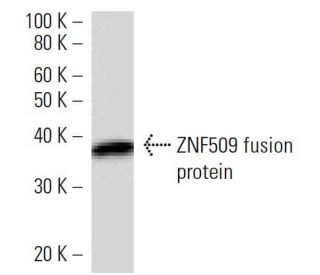 ZNF509 Antibody (3502C2a) - Western Blotting - Image 16710 