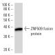 ZNF509 Antibody (3502C2a) - Western Blotting - Image 16710 