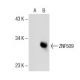 ZNF509 Antibody (3502C2a) - Western Blotting - Image 153667 