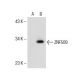 ZNF509 Antibody (3502C2a) - Western Blotting - Image 153669