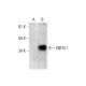 ZNF511 Antibody (H-10) - Western Blotting - Image 291839