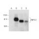 ZNF512 Antibody (A-1) - Western Blotting - Image 301438 