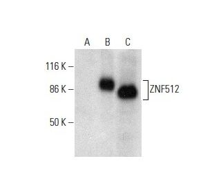 ZNF512 Antibody (A-8) - Western Blotting - Image 301439 