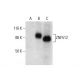 ZNF512 Antibody (A-8) - Western Blotting - Image 301439 
