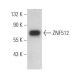ZNF512 Antibody (A-8) - Western Blotting - Image 372078
