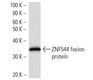 ZNF544 Antibody (3359C4a) - Western Blotting - Image 16711