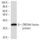 ZNF544 Antibody (3359C4a) - Western Blotting - Image 16711