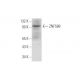 ZNF588 Antibody (F-11) - Western Blotting - Image 333667 