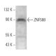 ZNF588 Antibody (F-11) - Western Blotting - Image 369910