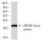 ZNF596 Antibody (3302D3a) - Western Blotting - Image 16712