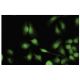 ZNF622 Antibody (3I4) - Immunofluorescence - Image 35751 