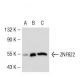 ZNF622 Antibody (3I4) - Western Blotting - Image 54152
