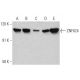 ZNF624 Antibody (C-8) - Western Blotting - Image 356216 