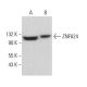 ZNF624 Antibody (C-8) - Western Blotting - Image 378979