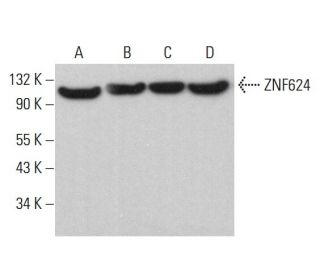 ZNF624 Antibody (C-8) - Western Blotting - Image 379046 