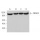 ZNF624 Antibody (C-8) - Western Blotting - Image 379046 