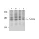 ZNF659 Antibody (C-11) - Western Blotting - Image 314086