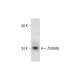 ZNF688 Antibody (F-6) - Western Blotting - Image 288952 