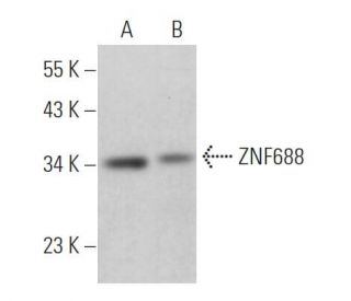 ZNF688 Antibody (F-6) - Western Blotting - Image 371132 