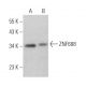 ZNF688 Antibody (F-6) - Western Blotting - Image 371132 