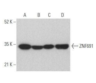 ZNF691 Antibody (C-3) - Western Blotting - Image 369060 