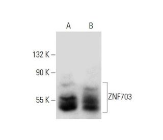 ZNF703 Antibody (E-6) - Western Blotting - Image 138279 