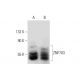 ZNF703 Antibody (E-6) - Western Blotting - Image 138279 
