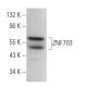 ZNF703 Antibody (E-6) - Western Blotting - Image 370809