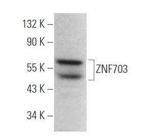 ZNF703 Antibody (E-6) - Western Blotting - Image 370809Each CRISPR/Cas9 Knockout (KO) Plasmid product consists of a pool of 3 plasmids designed to ensure identification and cleavage of a specific gene for maximum knockout efficiency. Each plasmid encodes a unique 20 nt sequence derived from the GeCKO (v2) library.