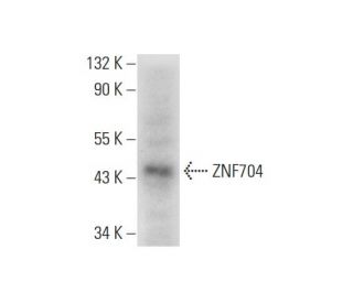 ZNF704 Antibody (B-4) - Western Blotting - Image 314103