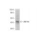 ZNF704 Antibody (B-4) - Western Blotting - Image 314103