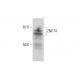 ZNF74 Antibody (B-11) - Western Blotting - Image 288987