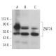 ZNF74 Antibody (B-11) - Western Blotting - Image 371868 