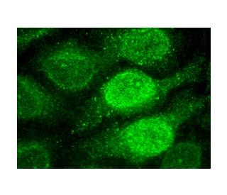 ZNF76 Antibody (F-12) - Immunofluorescence - Image 153160 