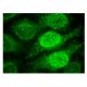 ZNF76 Antibody (F-12) - Immunofluorescence - Image 153160 