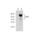 ZNF76 Antibody (F-12) - Western Blotting - Image 154920 
