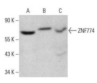ZNF774 Antibody (E-2) - Western Blotting - Image 364835 