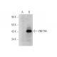 ZNF784 Antibody (B-8) - Western Blotting - Image 319916
