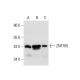 ZNF785 Antibody (C-9) - Western Blotting - Image 308070