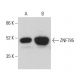 ZNF785 Antibody (C-9) - Western Blotting - Image 378135 