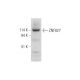 ZNF827 Antibody (F-8) - Western Blotting - Image 333564
