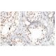 ZNF85 Antibody (9A87) - Immunohistochemistry - Image 53912