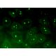 ZNRD1 Antibody (D-10) - Immunofluorescence - Image 296489 
