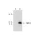 ZNRD1 Antibody (D-10) - Western Blotting - Image 295777 