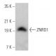 ZNRD1 Antibody (D-10) - Western Blotting - Image 369023