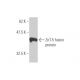ZnT-5 Antibody (2F10-2B8) - Western Blotting - Image 350272