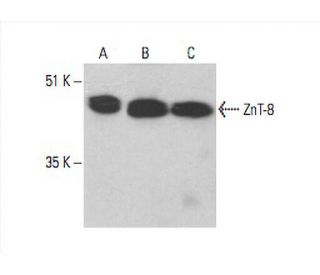 ZnT-8 Antibody (B-9) - Western Blotting - Image 393089 